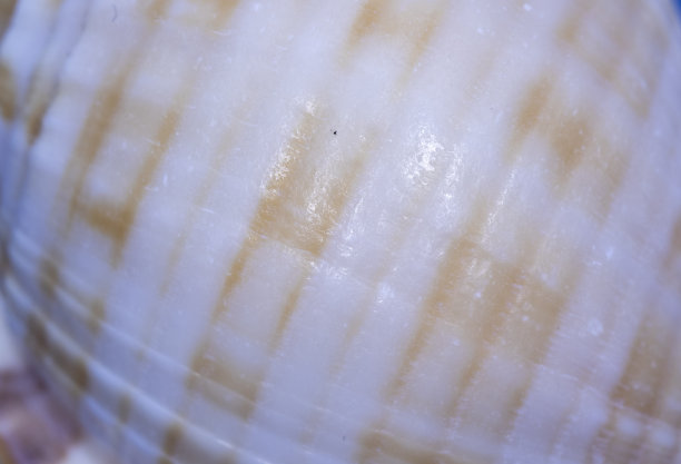 黄金比例，贝壳，微距照片。非常接近抽象图片下载