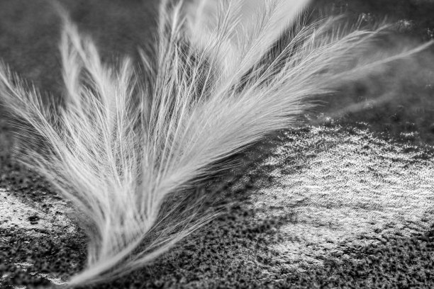 粉红色羽毛。宏观照片。非常接近抽象图片下载