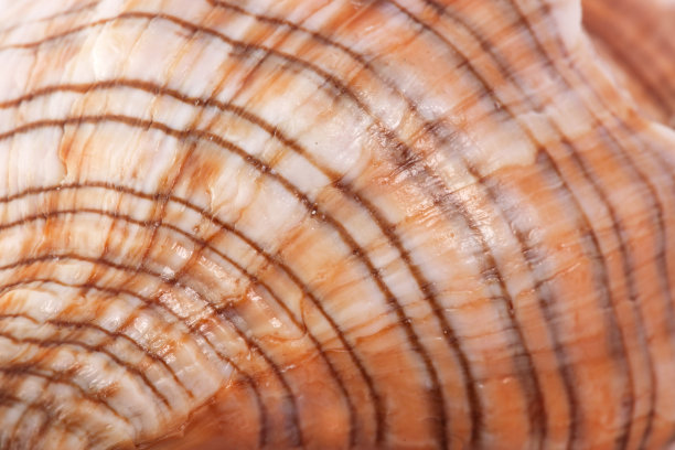 白色带棕色斑点海贝螺旋，宏观，特写，孤立在白色背景图片下载