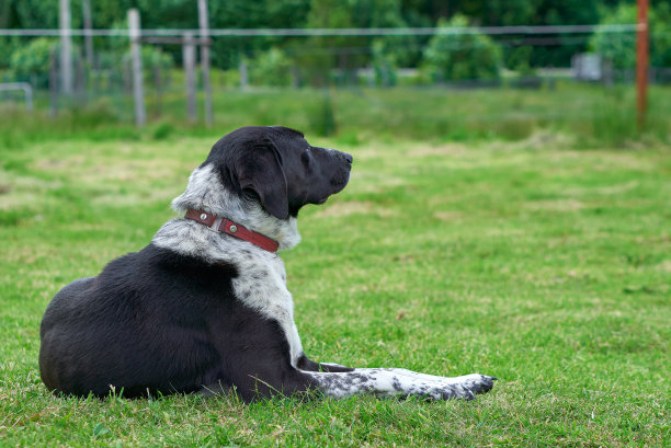 等待主人到来的狗图片下载