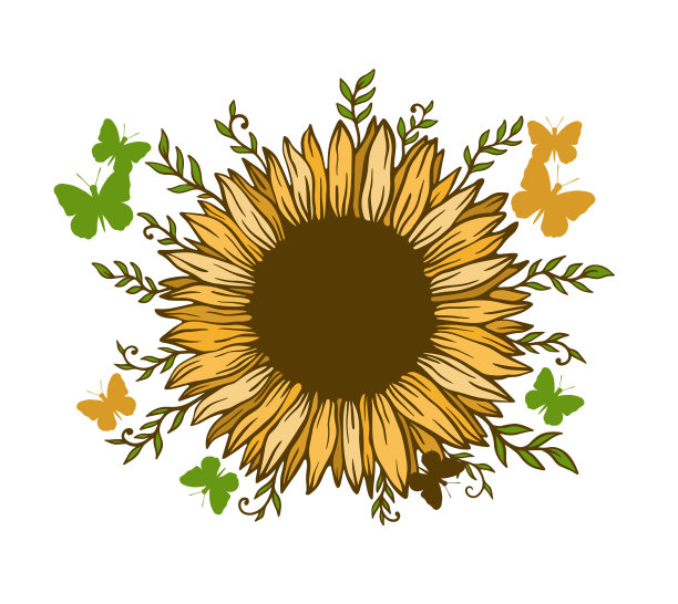 向日葵是一种天然花卉植物。夏季花孤立在白色背景。野生植物开花图片下载
