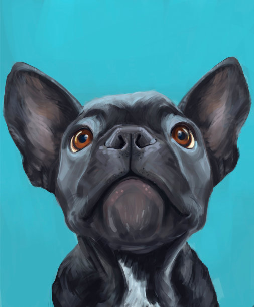 蓝色的法国斗牛犬图片下载