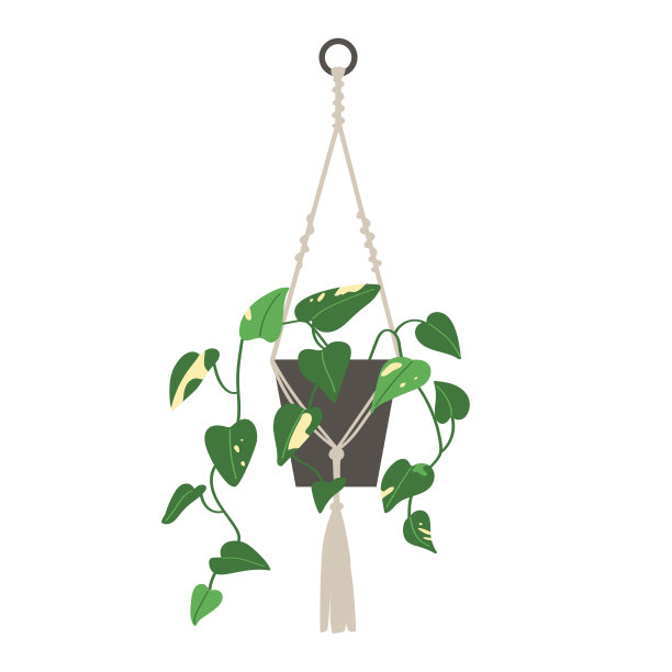 家植物表皮草在平的风格。现代优雅的家居装饰。矢量插图孤立在白色背景。图片下载