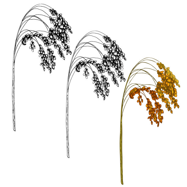 粟粒穗。矢量彩色复古手绘孵卵插图图片下载