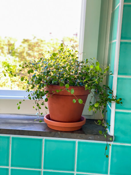 Muehlenbeckia复杂的陶土陶罐在厨房窗户。图片下载