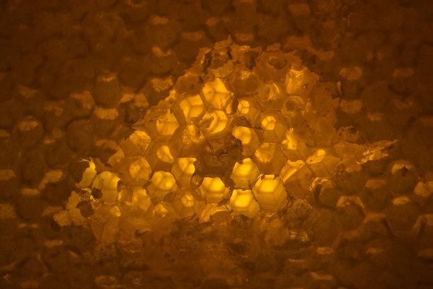 特写镜头的蜂窝图片下载