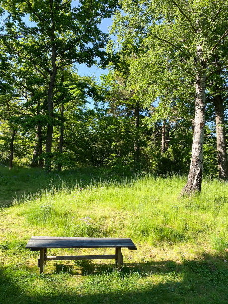 森林或公园里的公园长椅。草，树和阳光。图片下载