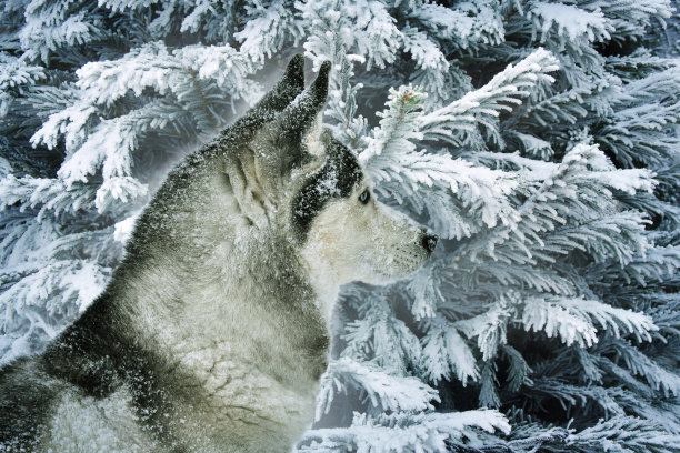 一幅冬日童话森林背景下的西伯利亚哈士奇雪橇犬的侧面肖像图片下载