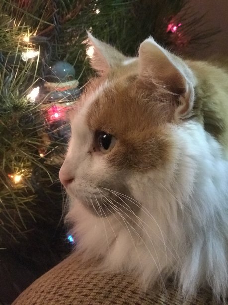 基蒂和圣诞节图片下载