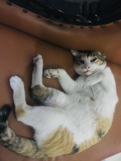 睡意朦胧的印花布猫图片下载