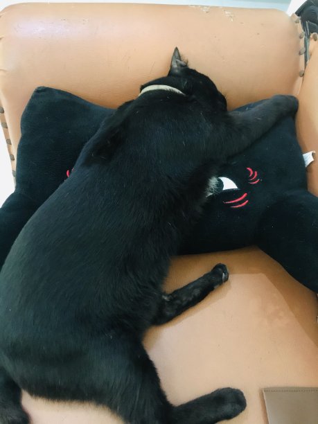 黑猫睡图片下载