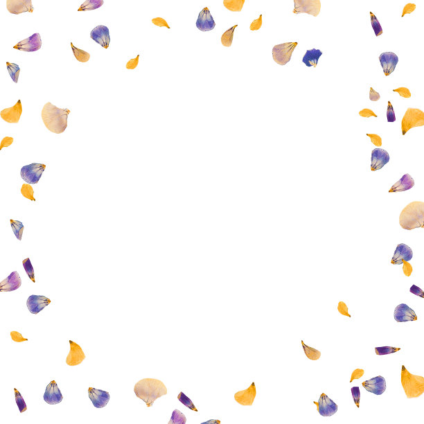 白色背景上散落着黄色和紫色的干花花瓣。图片下载