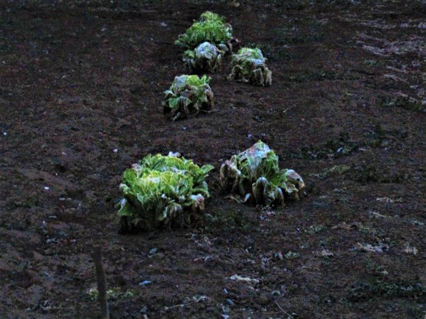 日本。2月。日出之前的清晨。农田里的卷心菜。图片下载