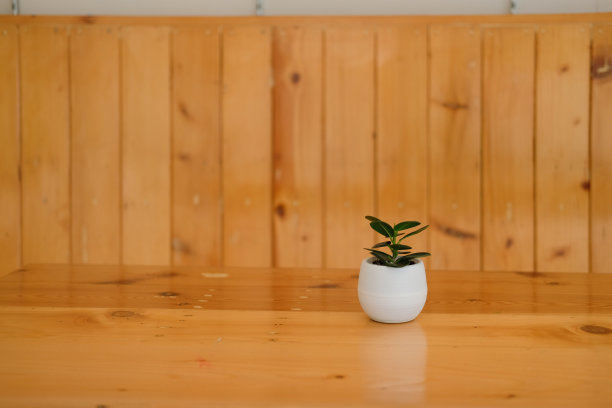 绿色植物叶子在花盆装饰客厅图片下载