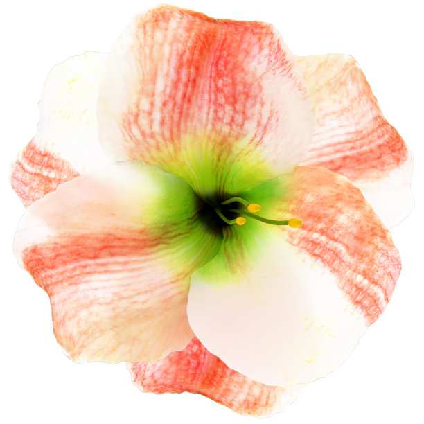 花孤立在白色逼真的3d渲染图片下载