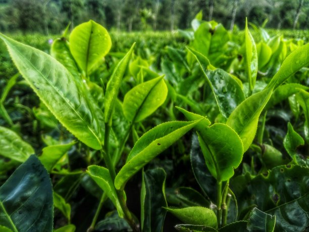 鲜绿茶是最好的团队饮料生产商图片下载
