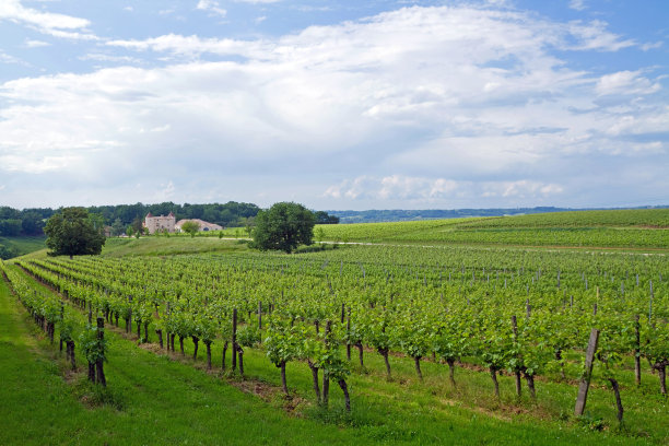 波尔多葡萄园图片下载