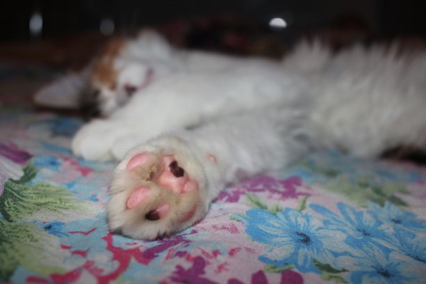 动物爪子猫睡觉柔软的皮肤在脚跟图片下载