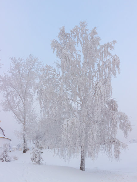 白雪皑皑的桦树。圣诞和新年假期的明信片。西伯利亚冬天背景。冬天的树上覆盖着霜冻图片下载