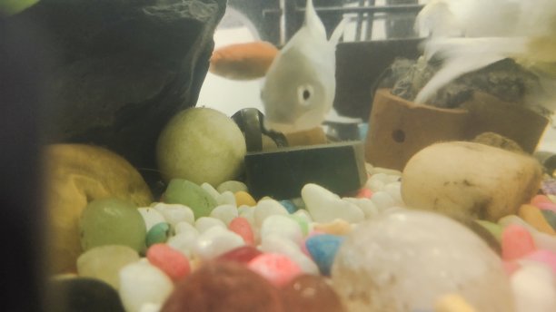 水族馆里的锦鲤图片下载