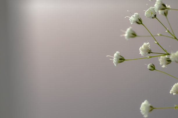 有天竺葵花的树枝。极简主义艺术照片。宏,关闭。图片下载