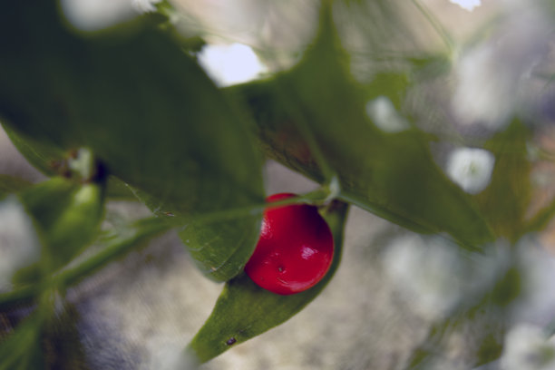 马舌植物，微距照片，在一片绿叶上有另一片内叶，隐藏着它红色的圆形果实。简约的照片图片下载