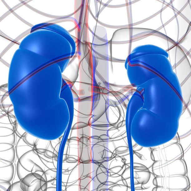 人体泌尿系统肾脏与膀胱解剖学的医学概念3D渲染图片下载