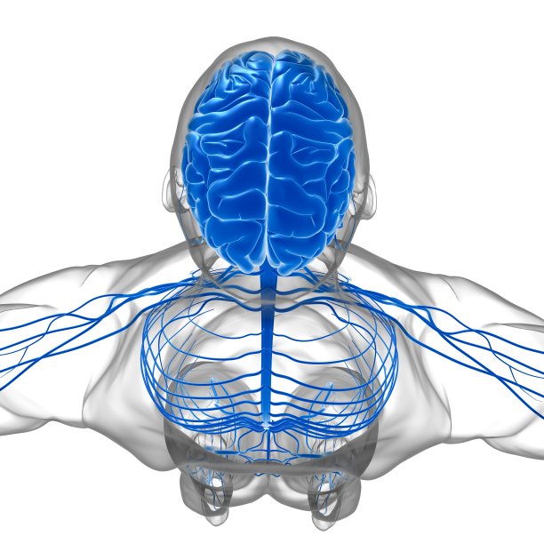 人体大脑解剖的医学概念3D图片下载