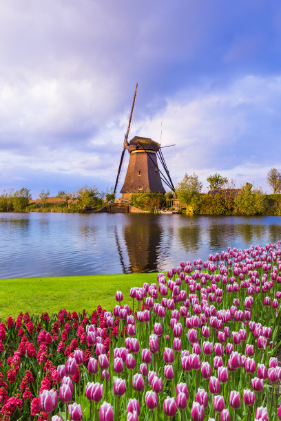 荷兰的风车和鲜花图片下载