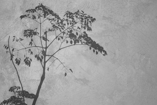 水泥墙上的树影。黑白自然背景。图片下载