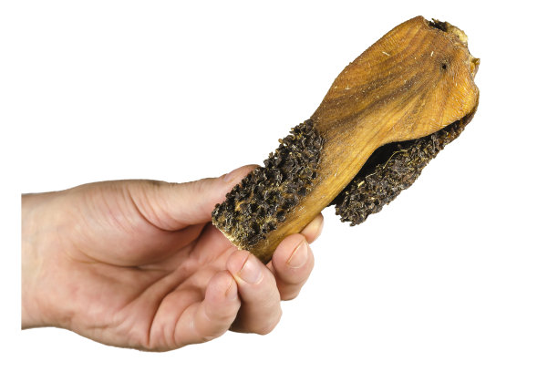 男人的手展示干牛肚。图片下载