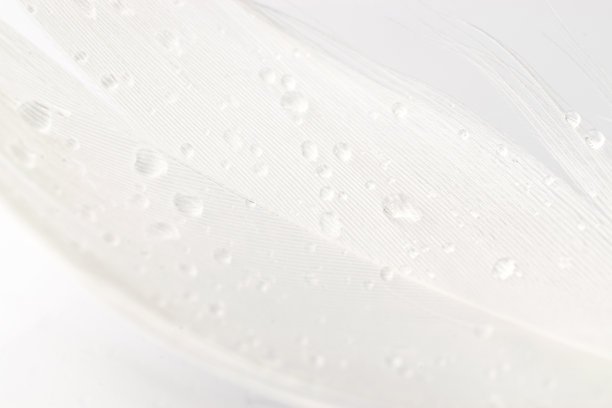 羽毛孤立。微距摄影中白色背景上的抽象鸟类羽毛纹理特写，柔焦。敏感性的概念对自然的反应。图片下载