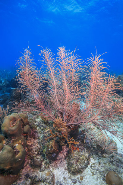 加勒比珊瑚花园图片下载