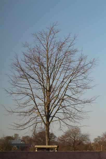 一棵没有叶子的树站在秋天的蓝天上图片下载