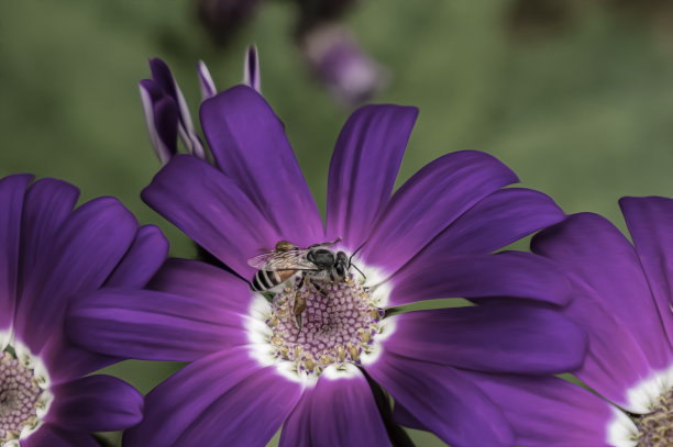 一幅油画的触感覆盖在一张真正的花的照片上作为花卉的背景。图片下载