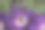 一幅油画的触感覆盖在一张真正的花的照片上作为花卉的背景。图片下载