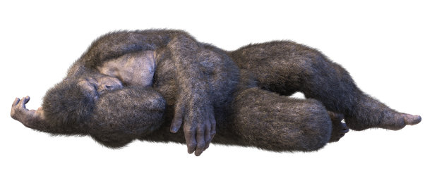 3D插图大猩猩猿在白色图片下载