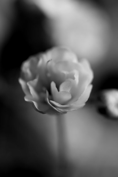 有天竺葵花的树枝。极简主义艺术照片。宏,关闭。图片下载