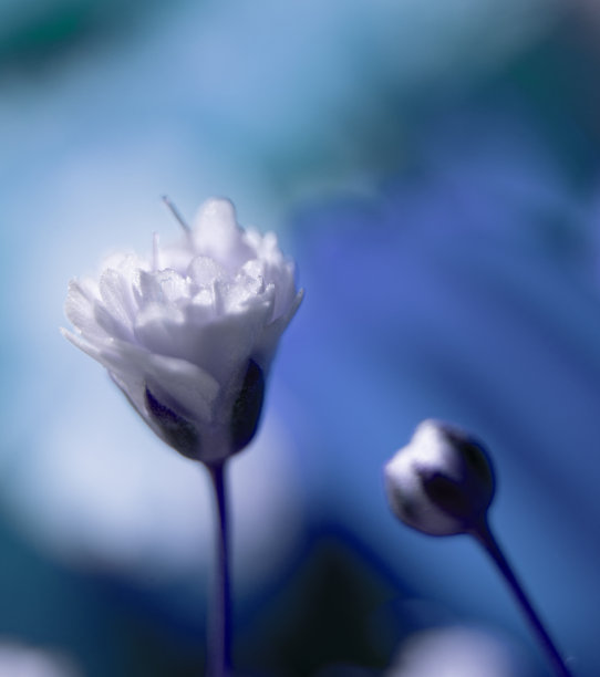 有天竺葵花的树枝。极简主义艺术照片。宏,关闭。图片下载