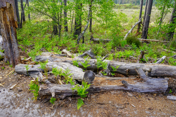 林中腐烂的树干图片下载
