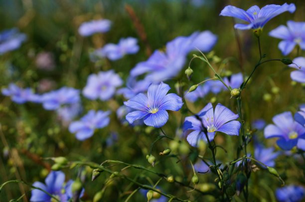 田野里盛开的蓝色亚麻。图片下载