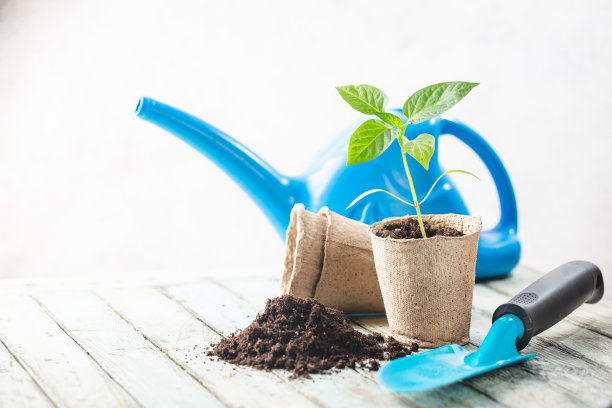 有机花盆中的幼苗图片下载