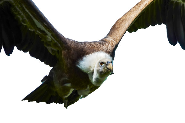 欧亚狮鹫的肖像，吉卜斯黄毛，镂空。图片下载