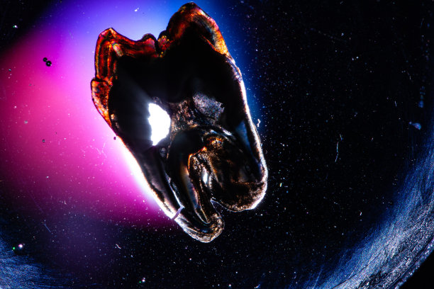 偏振齿截面图片下载