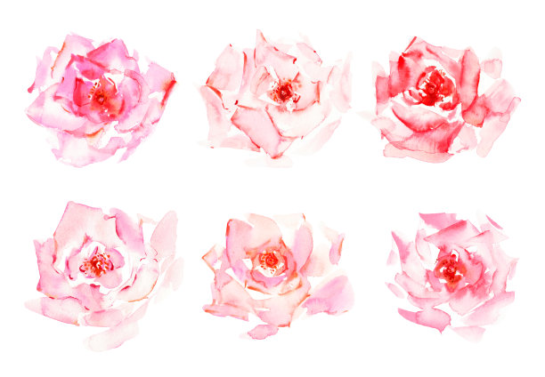 手绘水彩玫瑰在柔和的粉红色和红色的颜色图片下载