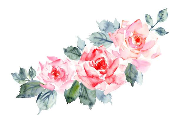 手绘水彩玫瑰花在柔和的粉红色和红色的颜色，绿色的叶子素材图片