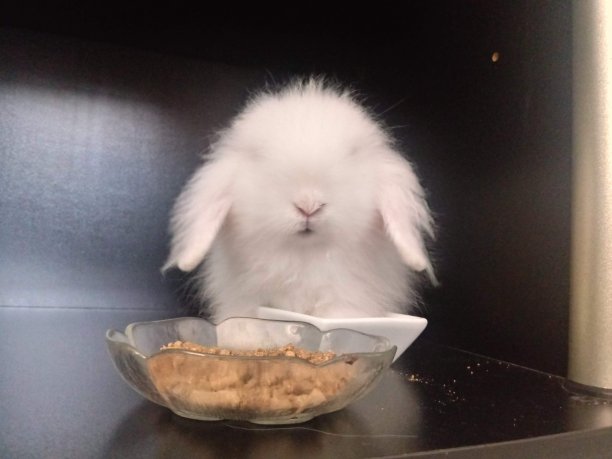 兔子与食物图片下载