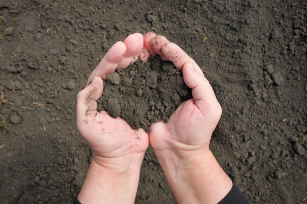 土地在一个农民的手中在花园里。从以上观点。在花园里工作。图片下载