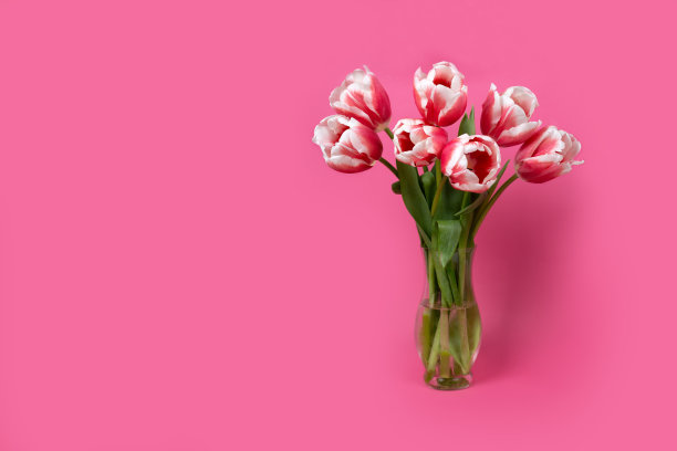 春天的旗帜粉红色郁金香在花瓶上粉红色的背景。图片下载