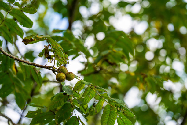 核桃树上的绿色核桃图片下载